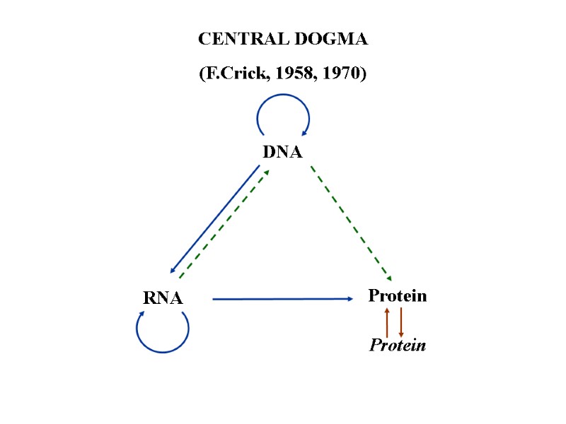 CENTRAL DOGMA (F.Crick, 1958, 1970) DNA RNA Protein